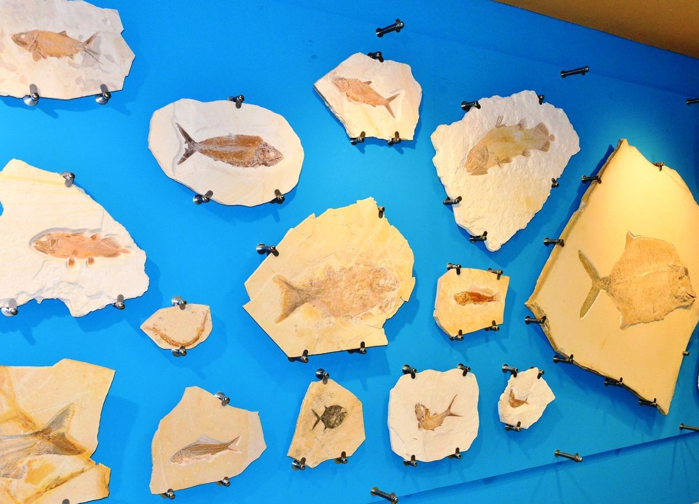 Das Museum Solnhofen beherbergt bedeutende Referenzstücke der Evolutionsforschung, wie den Urvogel “Archaeopteryx