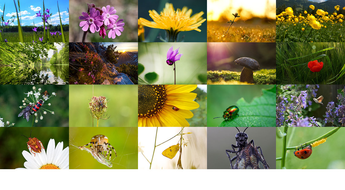 Bilder der Preisträger des Fotowettbewerbs „Natur im Fokus“